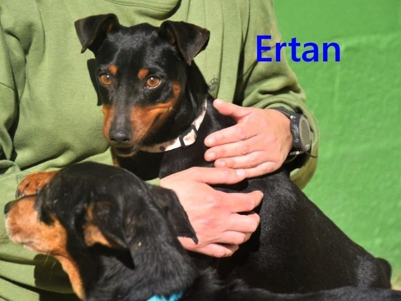 Ertan geb. 03/2025 (ESP) - menschenbezogener, sozialer und lieber kleiner Pinscher-Mix!