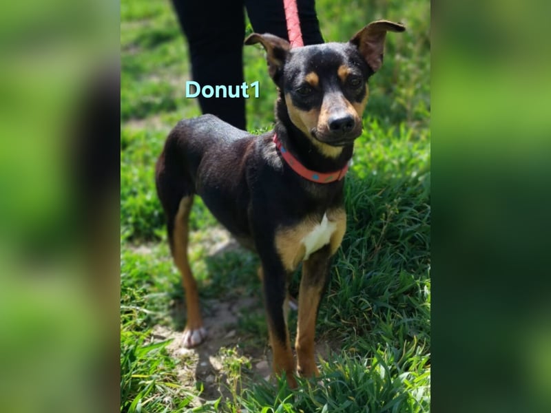 Donut1 geb. 10/2024 (ESP) - kleiner Pinscher-Mix mit großem Herzen!