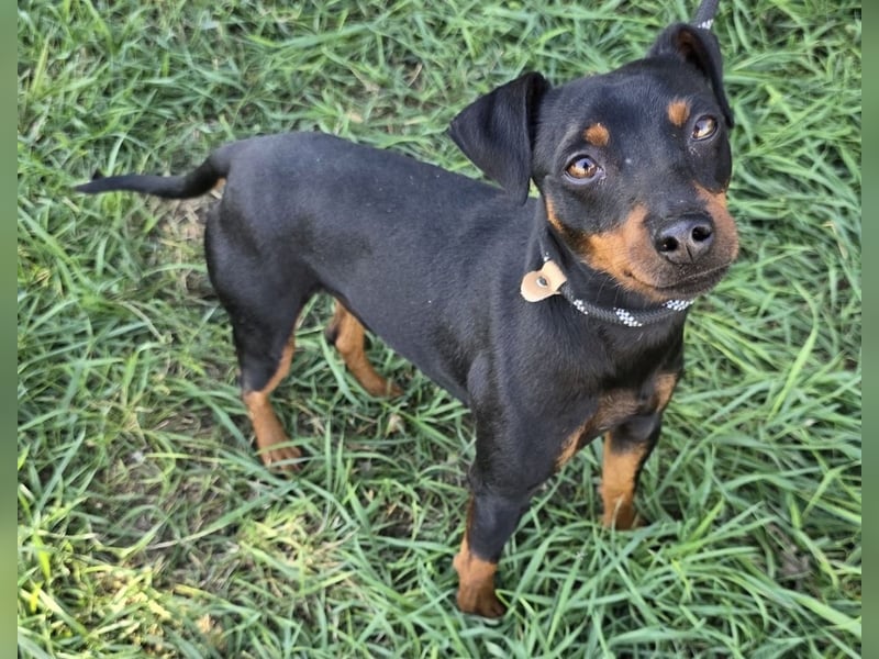 Hunter - kleiner Casanova