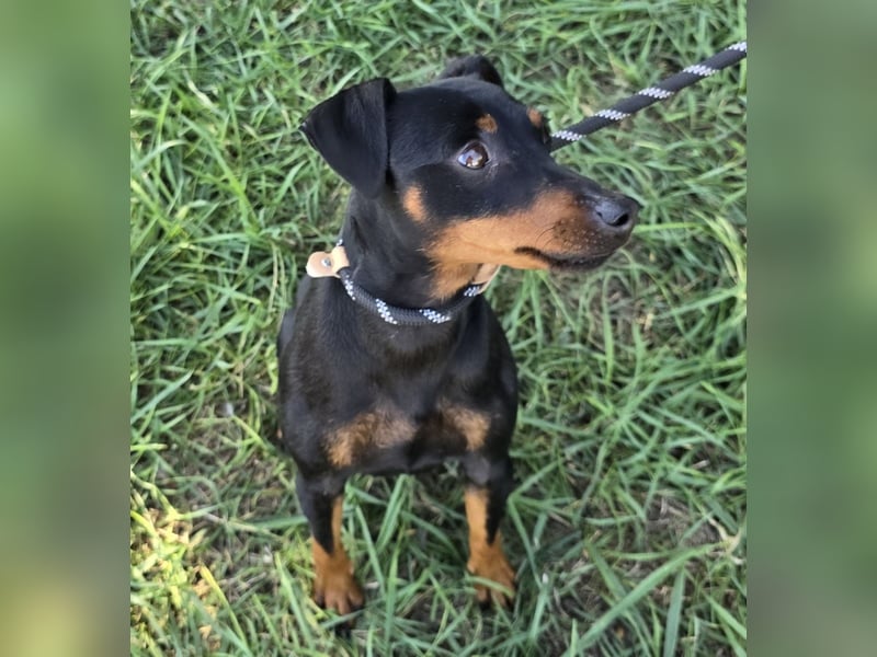 Hunter - kleiner Casanova