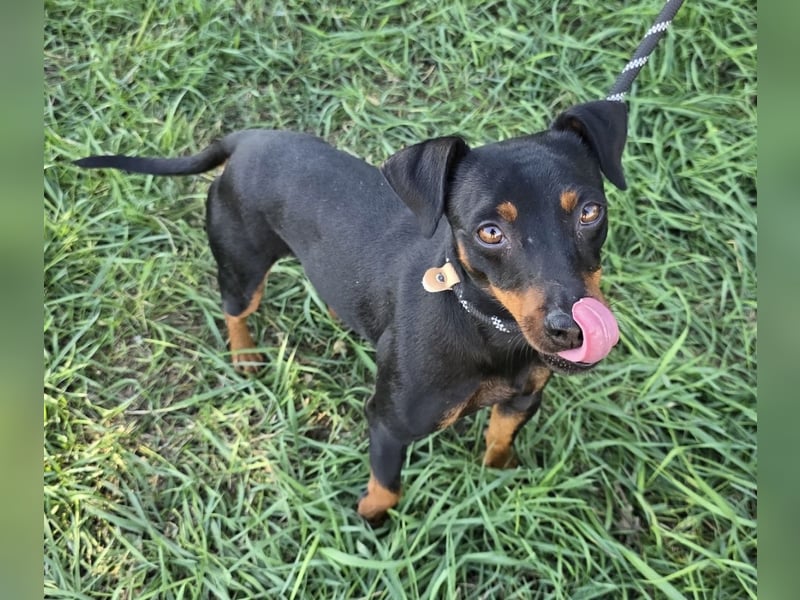 Hunter - kleiner Casanova