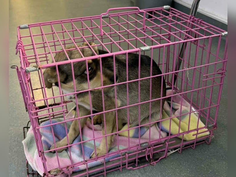 FELICE ♥ - Gerettet vor dem Tod durch Erschießen; 2023