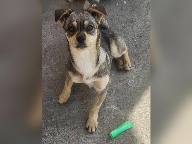 FELICE ♥ - Gerettet vor dem Tod durch Erschießen; 2023