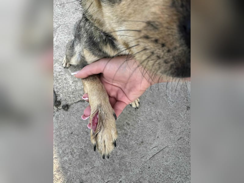 FELICE ♥ - Gerettet vor dem Tod durch Erschießen; 2023