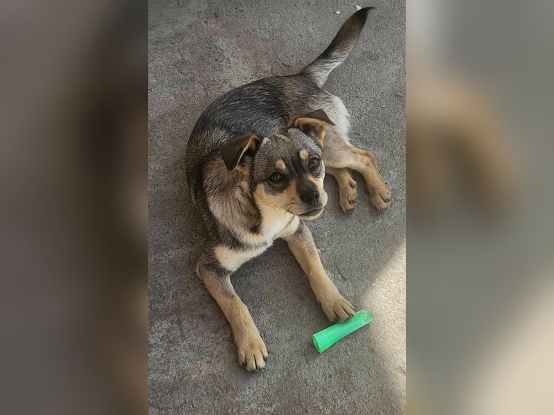 FELICE ♥ - Gerettet vor dem Tod durch Erschießen; 2023