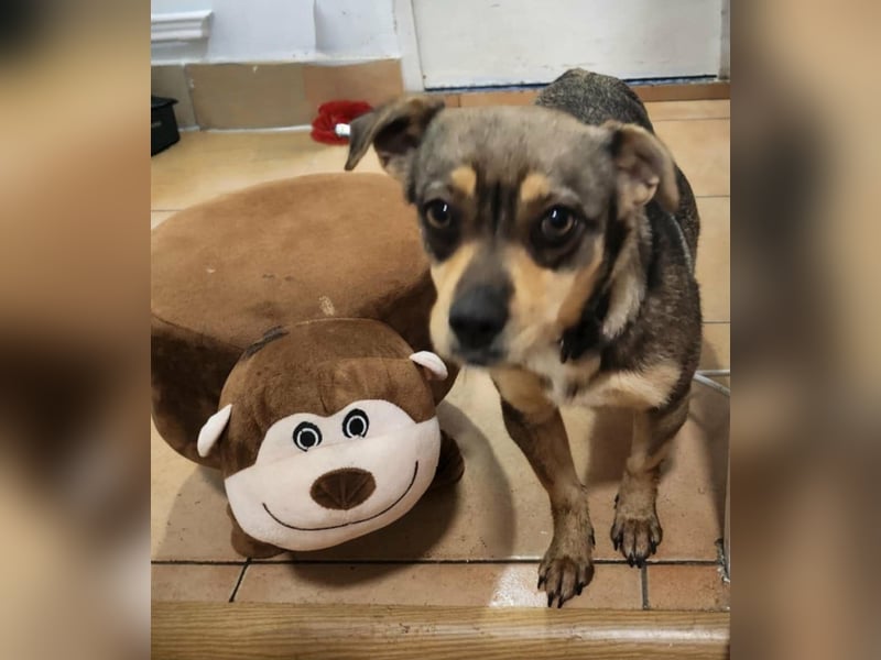 FELICE - Gerettet vor dem Tod durch Erschießen; 2023