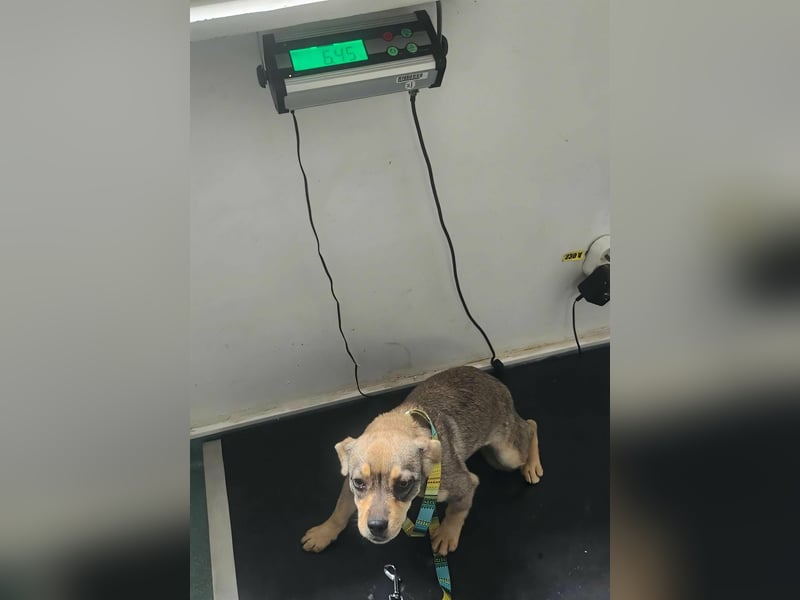 FELICE - Gerettet vor dem Tod durch Erschießen; 2023