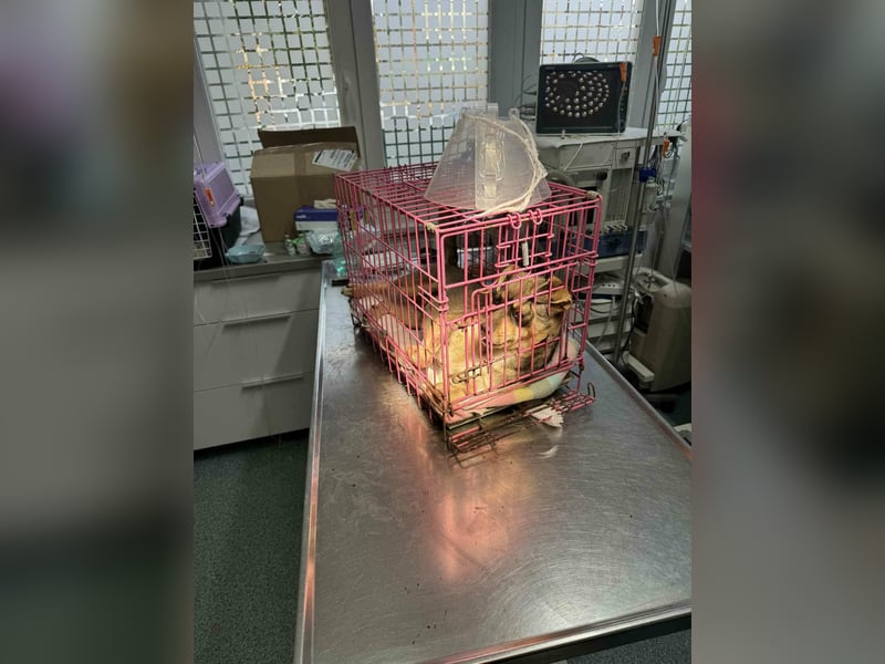 FELICE - Gerettet vor dem Tod durch Erschießen; 2023