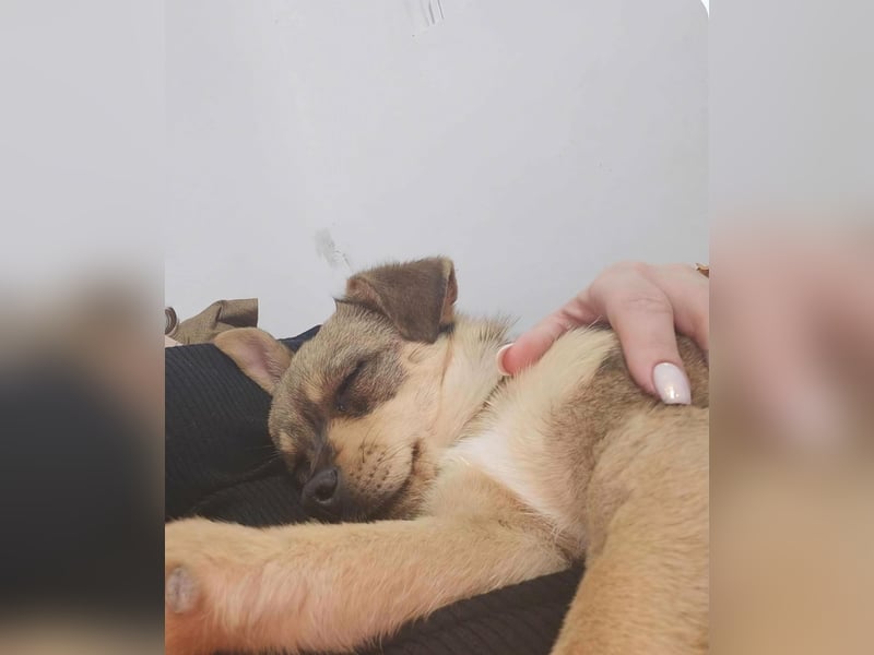 FELICE - Gerettet vor dem Tod durch Erschießen; 2023