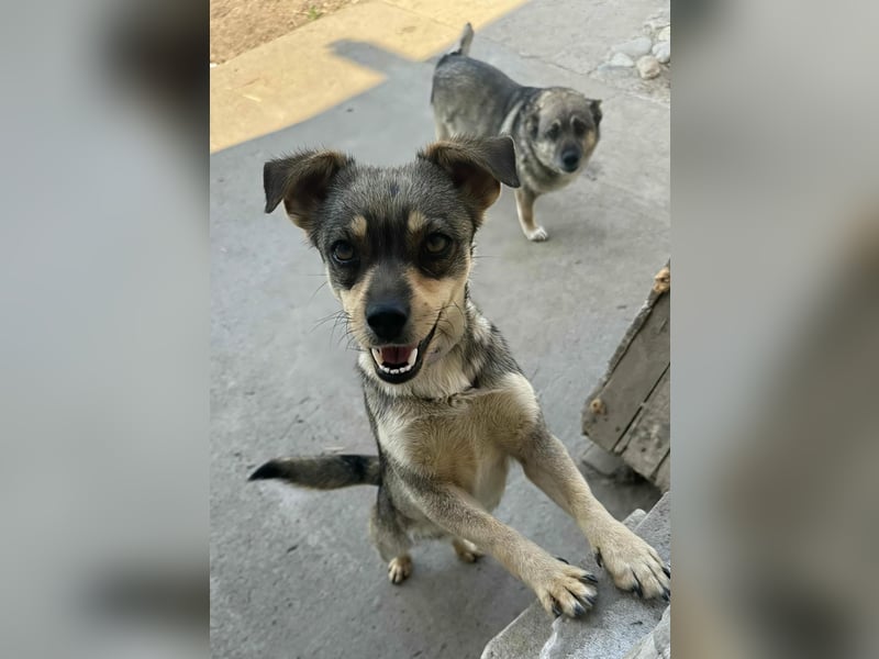 FELICE - Gerettet vor dem Tod durch Erschießen; 2023