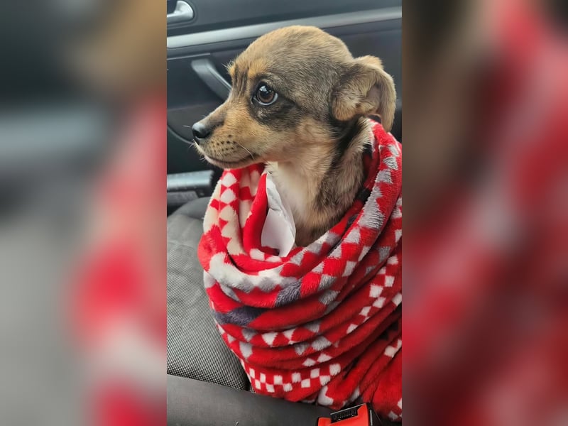 FELICE - Gerettet vor dem Tod durch Erschießen; 2023