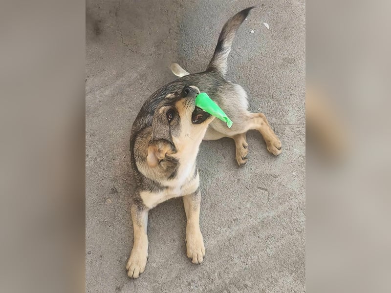 FELICE ♥ - Gerettet vor dem Tod durch Erschießen; 2023