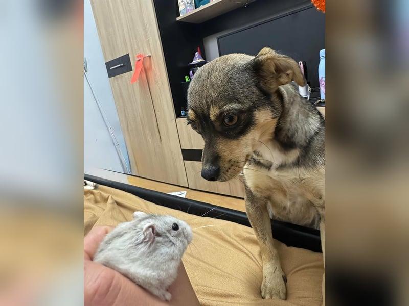 FELICE ♥ - Gerettet vor dem Tod durch Erschießen; 2023