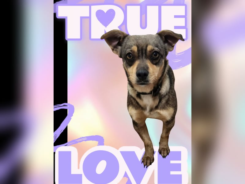 FELICE ♥ - Gerettet vor dem Tod durch Erschießen; 2023