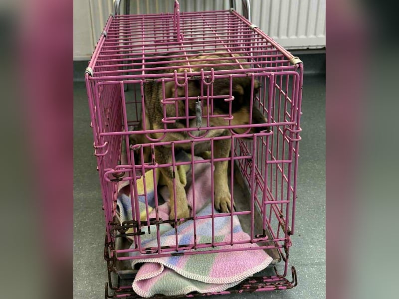 FELICE - Gerettet vor dem Tod durch Erschießen; 2023