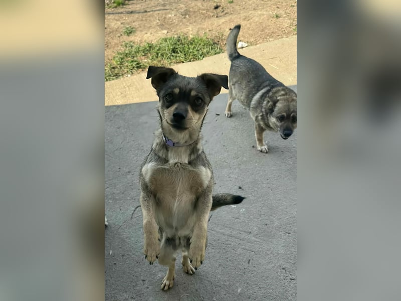 FELICE - Gerettet vor dem Tod durch Erschießen; 2023