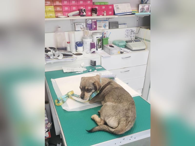 FELICE - Gerettet vor dem Tod durch Erschießen; 2023