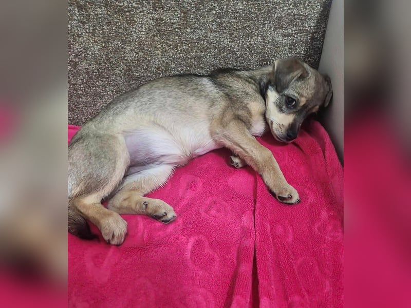 FELICE ♥ - Gerettet vor dem Tod durch Erschießen; 2023