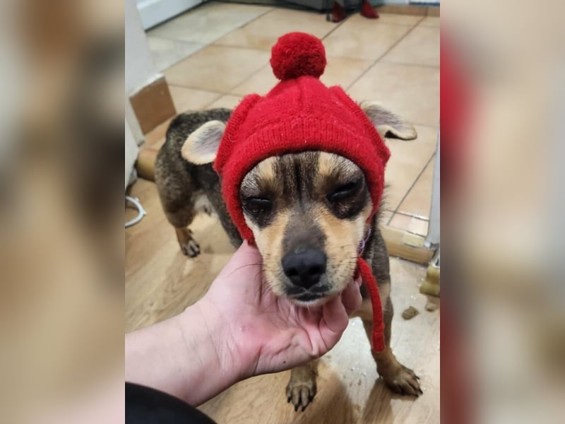 FELICE ♥ - Gerettet vor dem Tod durch Erschießen; 2023