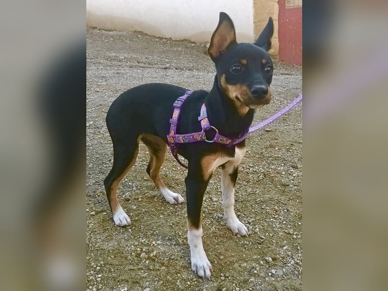 Mila - familiengeeignet, freundlich und verspielt