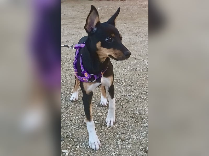 Mila - familiengeeignet, freundlich und verspielt