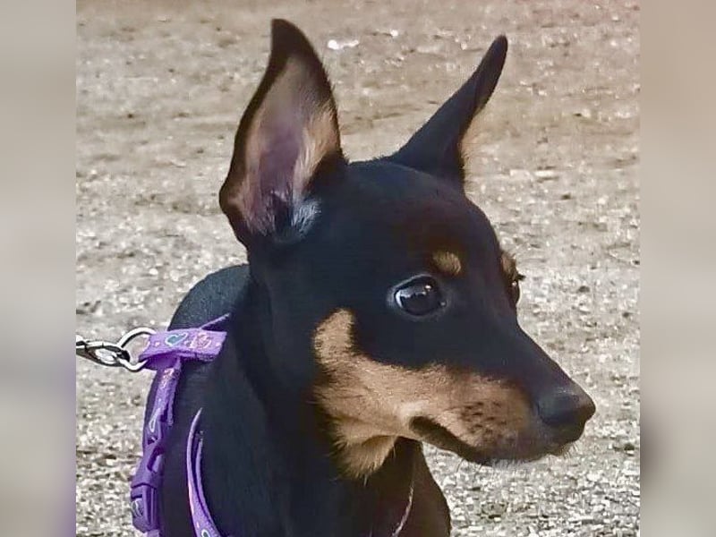 Mila - familiengeeignet, freundlich und verspielt