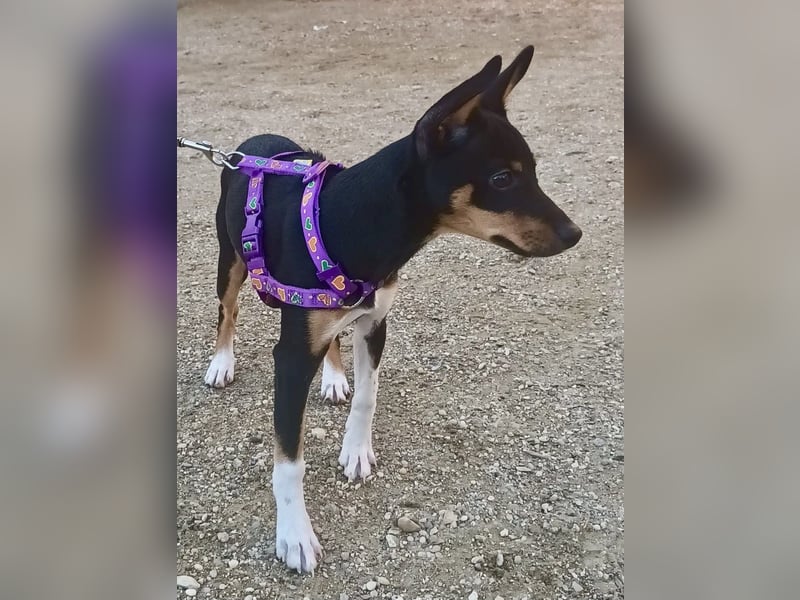 Mila - familiengeeignet, freundlich und verspielt