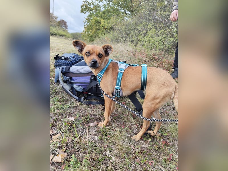 Roxy, Pinscher Mix Hündin 3 Jahre