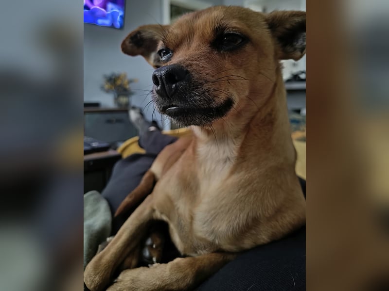 Roxy, Pinscher Mix Hündin 3 Jahre