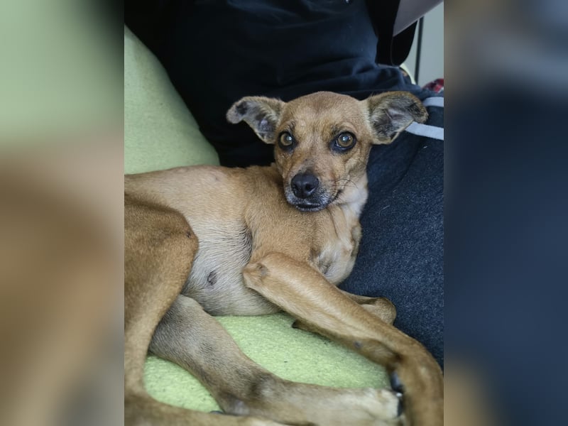Roxy, Pinscher Mix Hündin 3 Jahre
