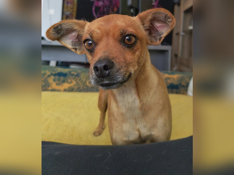 Roxy, Pinscher Mix Hündin 3 Jahre