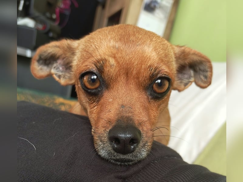 Roxy, Pinscher Mix Hündin 3 Jahre