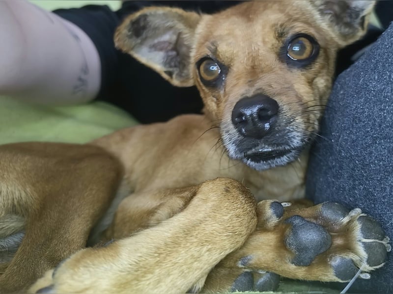 Roxy, Pinscher Mix Hündin 3 Jahre