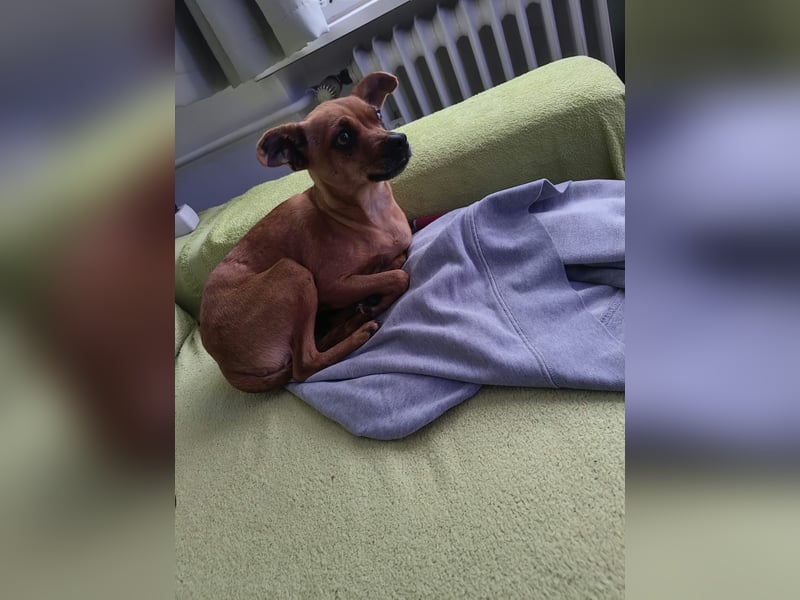 Roxy, Pinscher Mix Hündin 3 Jahre