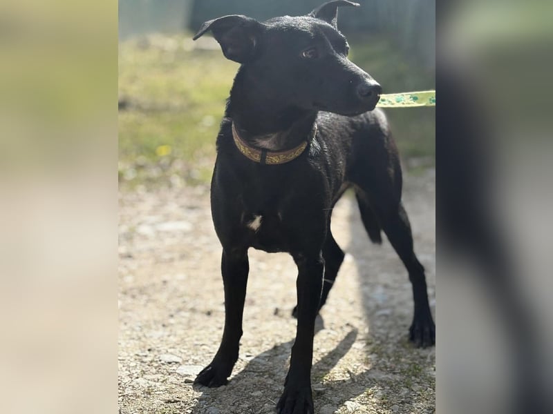 Zora ein ängstlicher Engel