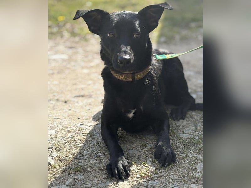 Zora ein ängstlicher Engel