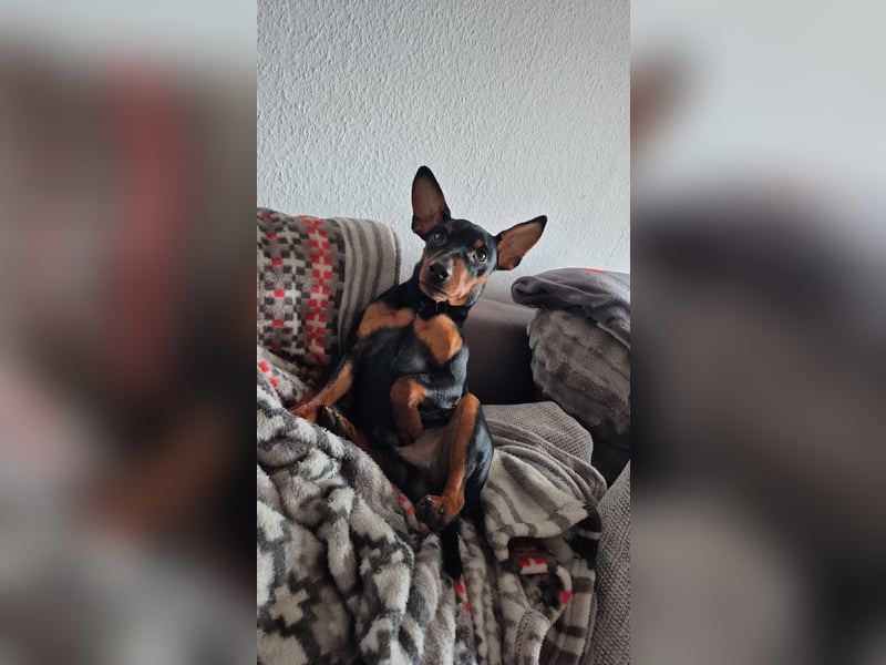 Zwergpinscher als deckrüde mit Ahnentafel