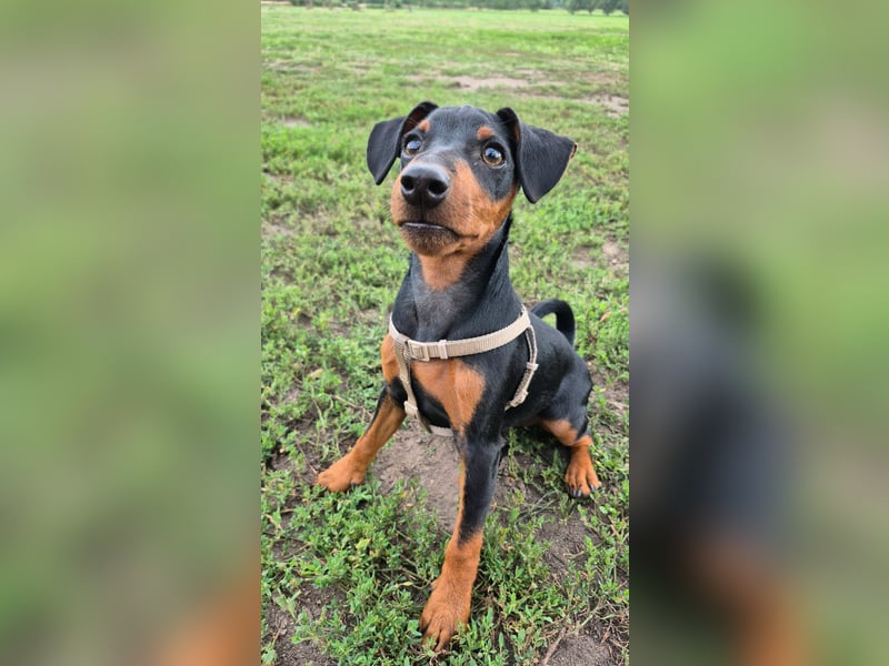 Zwergpinscher als deckrüde mit Ahnentafel
