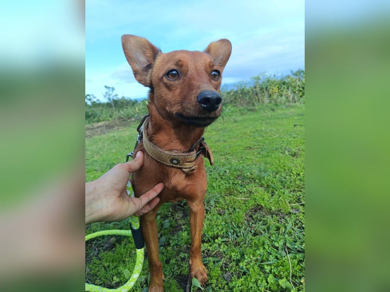 Pucki sucht Pflege- oder Endstelle 