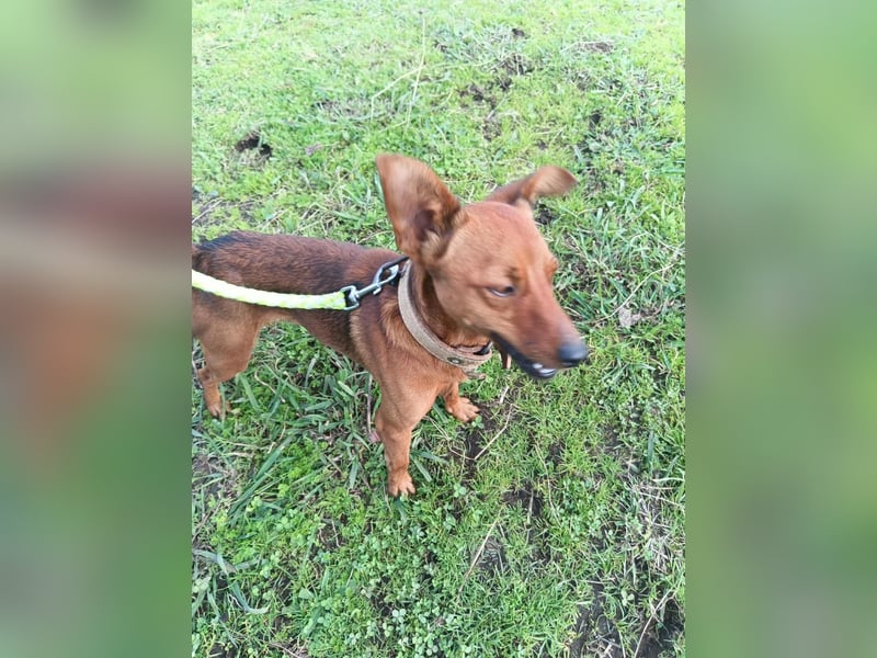 Pucki sucht Pflege- oder Endstelle 