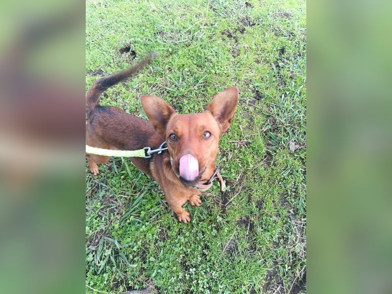 Pucki sucht Pflege- oder Endstelle 