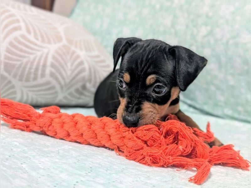 Zuckersüßer AQUILES-verschmuster, verspielter Bub sucht liebevolle Für-immer-Familie