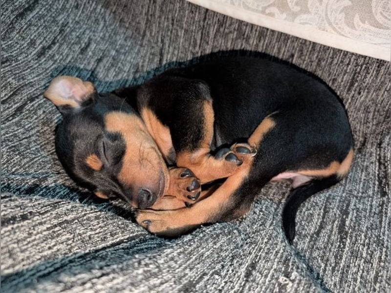 Zuckersüße HELENA- sucht ihre liebevolle Für-immer-Familie