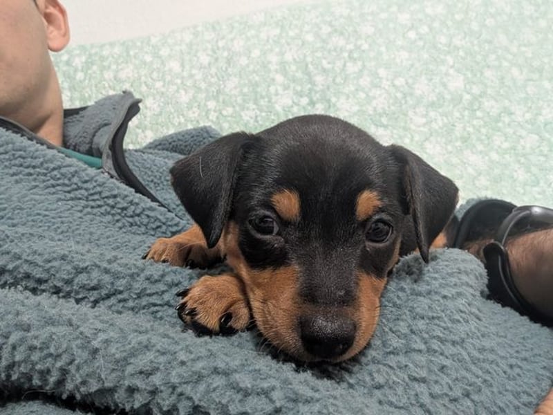 Zuckersüße HELENA- sucht ihre liebevolle Für-immer-Familie