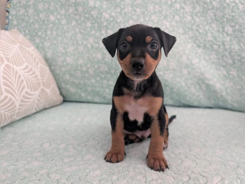 Zuckersüßer AQUILES-verschmuster, verspielter Bub sucht liebevolle Für-immer-Familie