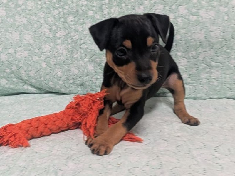 Zuckersüße HELENA- sucht ihre liebevolle Für-immer-Familie