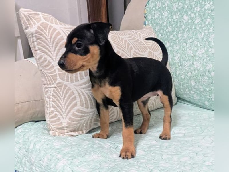 Zuckersüße HELENA- sucht ihre liebevolle Für-immer-Familie