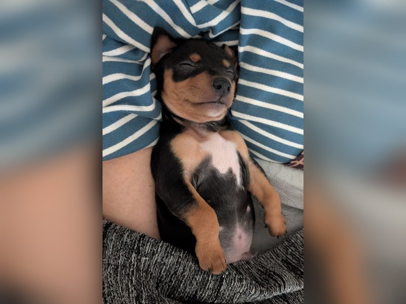 Zuckersüßer AQUILES-verschmuster, verspielter Bub sucht liebevolle Für-immer-Familie