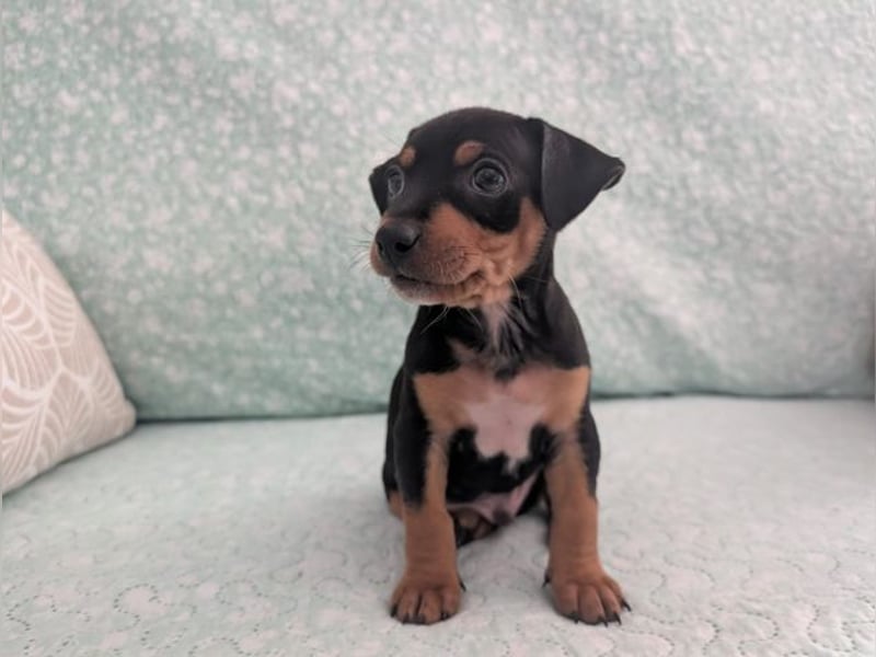 Zuckersüßer AQUILES-verschmuster, verspielter Bub sucht liebevolle Für-immer-Familie