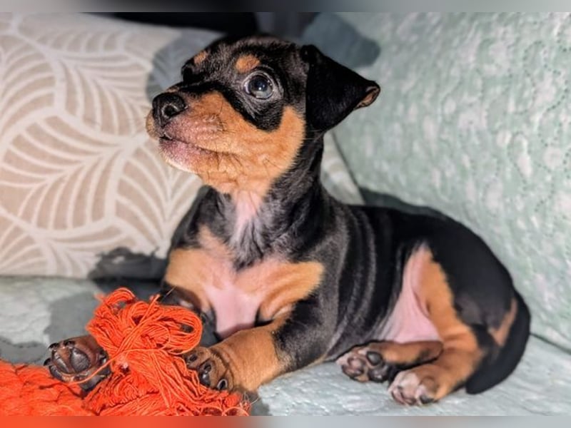 Zuckersüßer AQUILES-verschmuster, verspielter Bub sucht liebevolle Für-immer-Familie